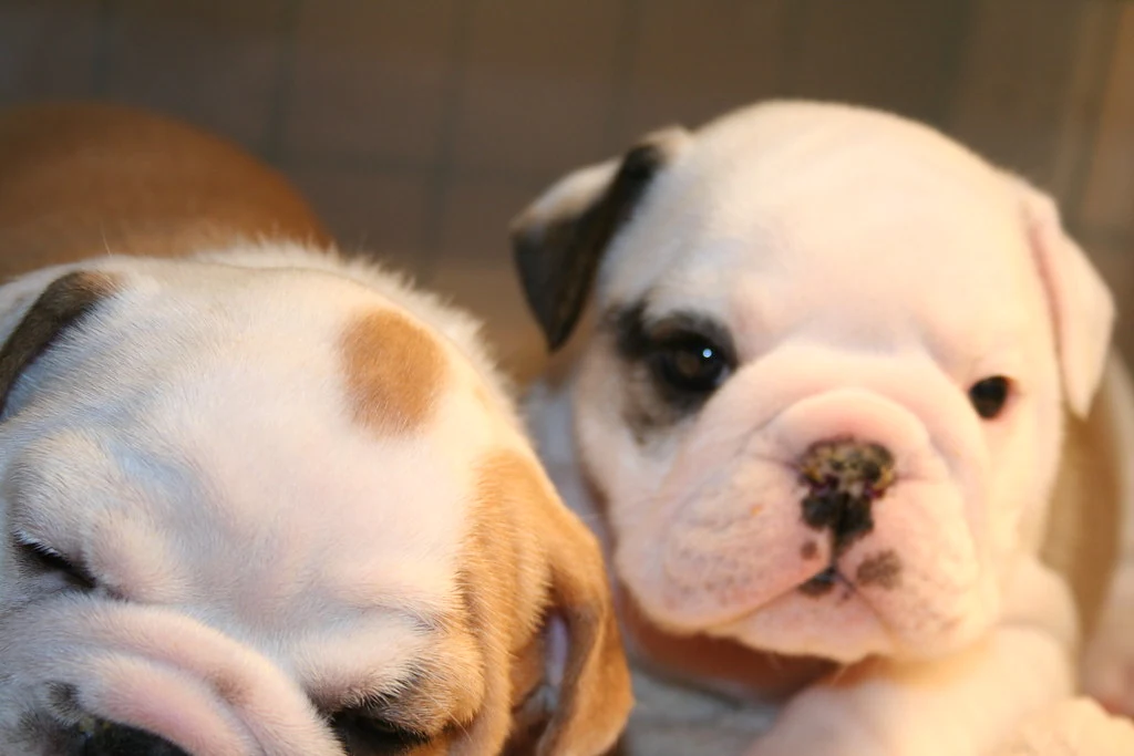 Two young Bulldog puppies resting close together