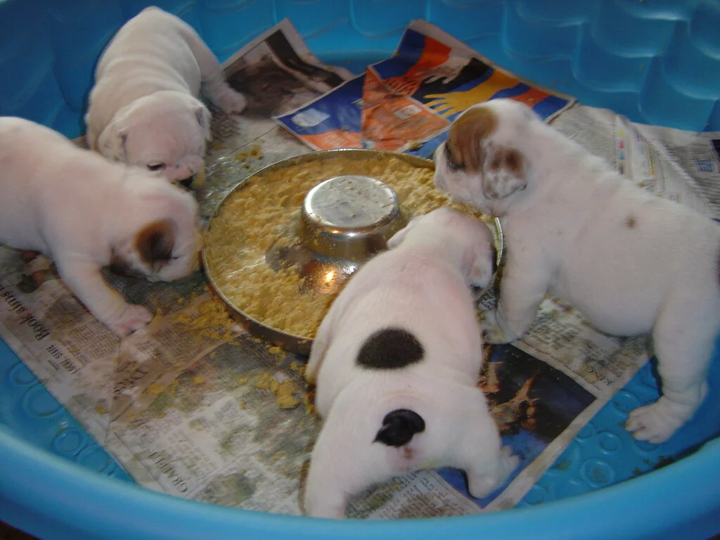 Young puppies gathered around a feeding bowl indoors