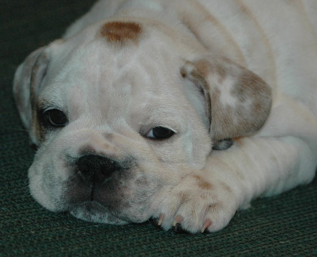 A white Bulldog puppy resting its head on a green cushion