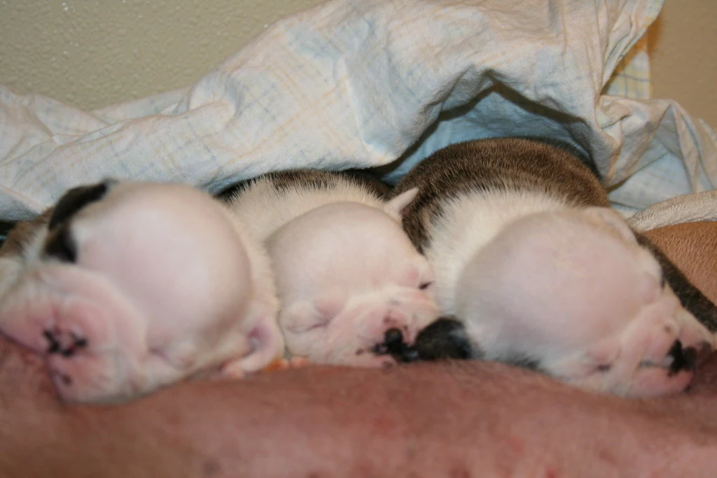 Several young puppies resting close together