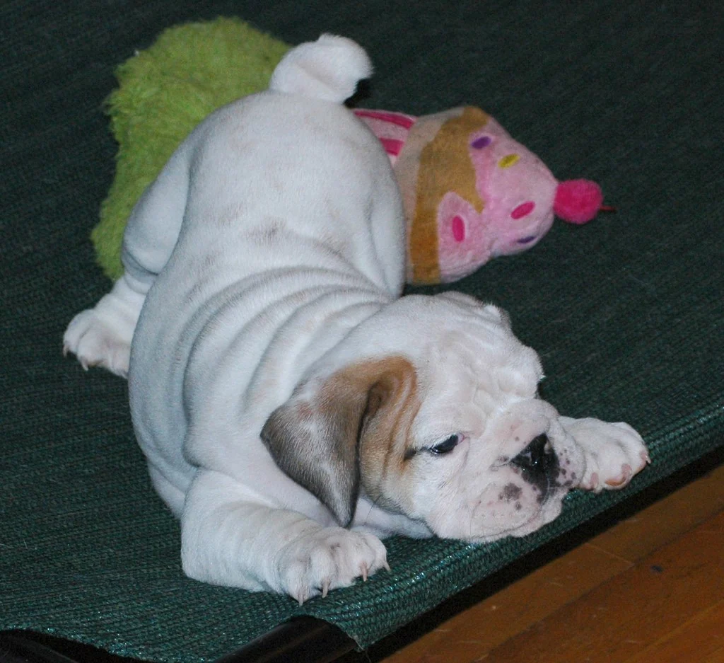 Casa Bulldog archive: A white Bulldog puppy resting beside a soft pink toy