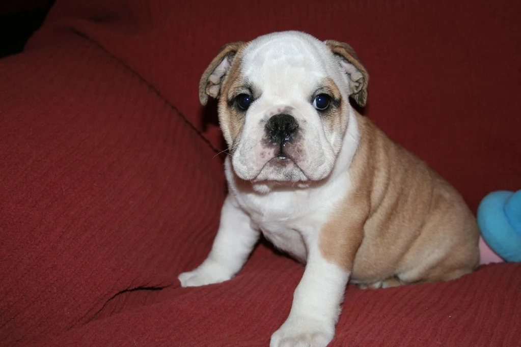 A young brown-and-white Bulldog sitting on a red sofa