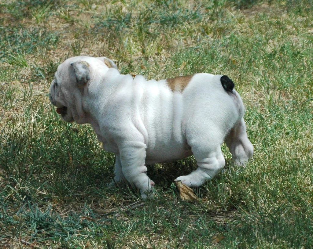Casa Bulldog archive: A white Bulldog walking across sunlit grass