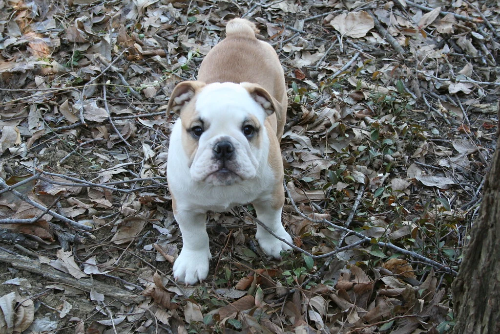 A young Bulldog looking up among fallen leaves