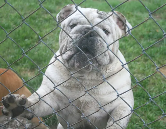 Casa Bulldog archive: Adult English Bulldog looking through a garden fence in the garden