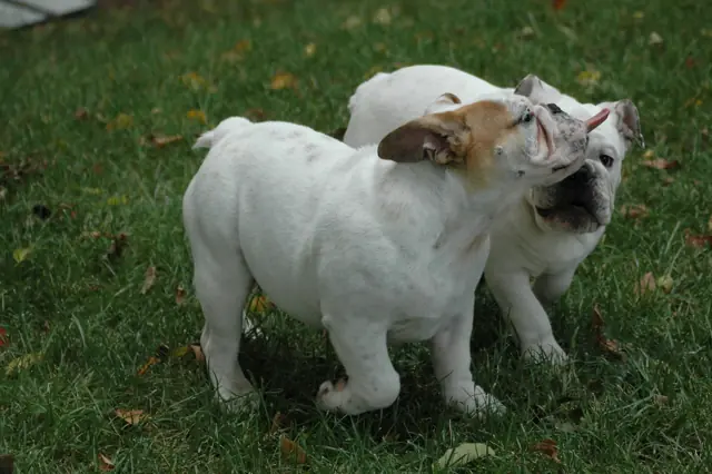 Casa Bulldog archive: Adult English Bulldogs together on a green lawn
