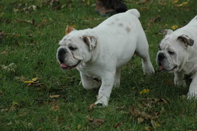 Casa Bulldog archive: Adult English Bulldogs together on a green lawn