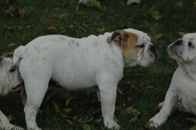 Casa Bulldog archive: Adult English Bulldogs together on a green lawn