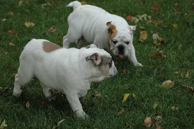 Casa Bulldog archive: Adult English Bulldogs together on a green lawn