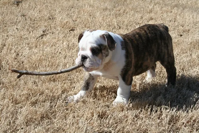 Casa Bulldog archive: Brindle-and-white English Bulldog puppy exploring dry grass outdoors
