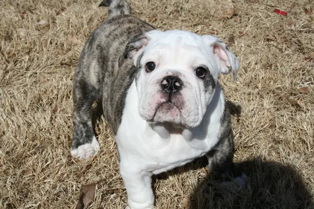 Casa Bulldog archive: Brindle-and-white English Bulldog puppy exploring dry grass outdoors