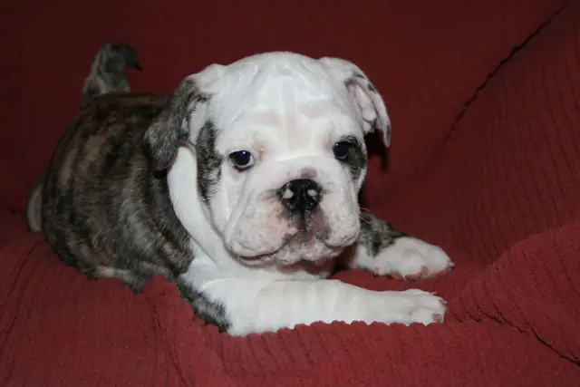 Casa Bulldog archive: Brindle-and-white English Bulldog puppy on a red sofa