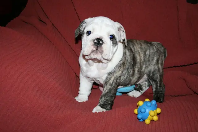 Casa Bulldog archive: Brindle-and-white English Bulldog puppy on a red sofa