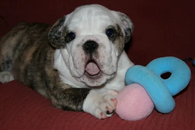 Casa Bulldog archive: Brindle-and-white English Bulldog puppy on a red sofa