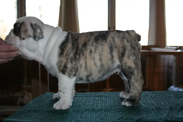 Casa Bulldog archive: Brindle-and-white English Bulldog puppy standing for a breed assessment on a table
