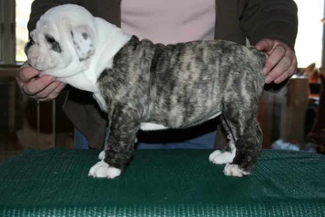 Casa Bulldog archive: Brindle-and-white English Bulldog puppy standing for a breed assessment on a table