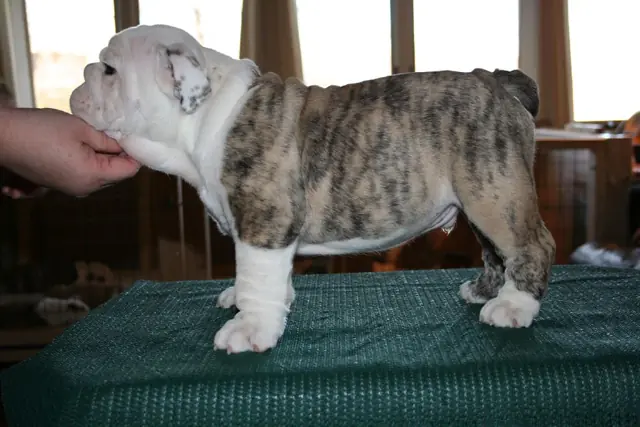 Casa Bulldog archive: Brindle-and-white English Bulldog puppy standing for a breed assessment on a table