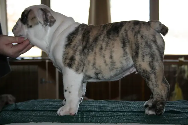 Casa Bulldog archive: Brindle-and-white English Bulldog puppy standing for a breed assessment on a table