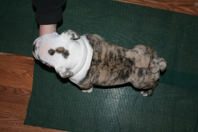Casa Bulldog archive: Brindle-and-white English Bulldog puppy standing for a breed assessment on a table