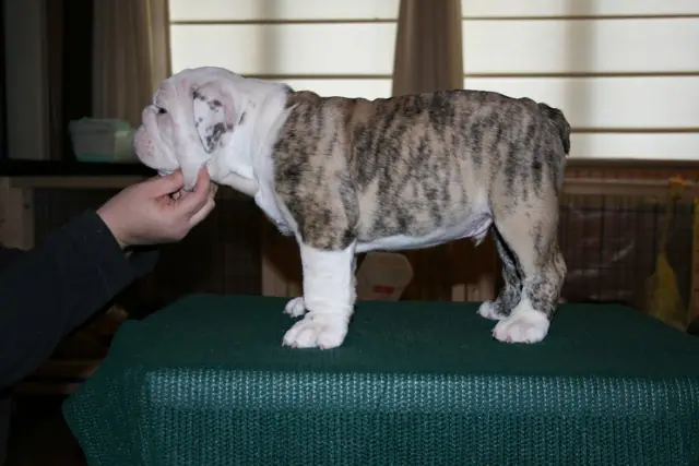 Casa Bulldog archive: Brindle-and-white English Bulldog puppy standing for a breed assessment on a table
