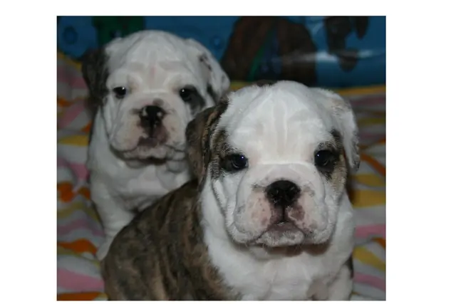 Casa Bulldog archive: Brindle-and-white English Bulldog puppy on a colourful beach towel