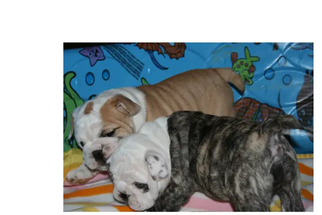 Casa Bulldog archive: Brindle-and-white English Bulldog puppy on a colourful beach towel