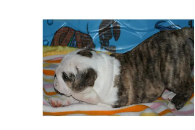 Casa Bulldog archive: Brindle-and-white English Bulldog puppy on a colourful beach towel