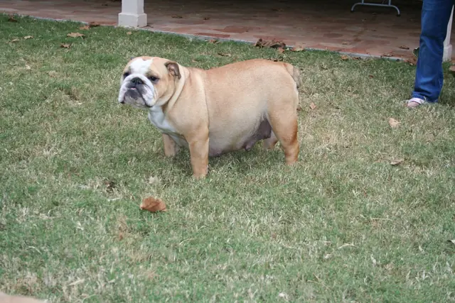 Casa Bulldog archive: Adult fawn-and-white English Bulldog on a green lawn