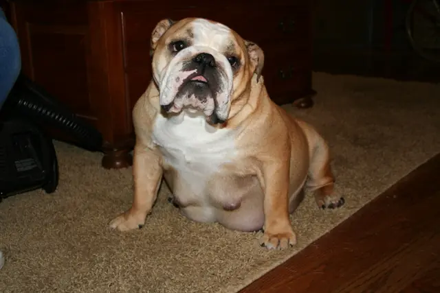 Casa Bulldog archive: Adult fawn-and-white English Bulldog relaxing at home