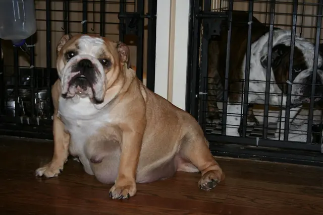 Casa Bulldog archive: Adult fawn-and-white English Bulldog relaxing at home