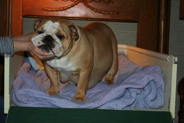 Casa Bulldog archive: Adult fawn-and-white English Bulldog in the whelping box