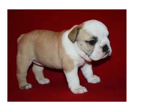 Casa Bulldog archive: Fawn-and-white English Bulldog puppy against a red backdrop