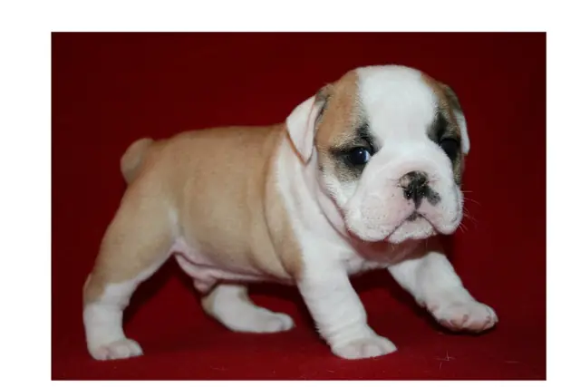 Casa Bulldog archive: Fawn-and-white English Bulldog puppy against a red backdrop
