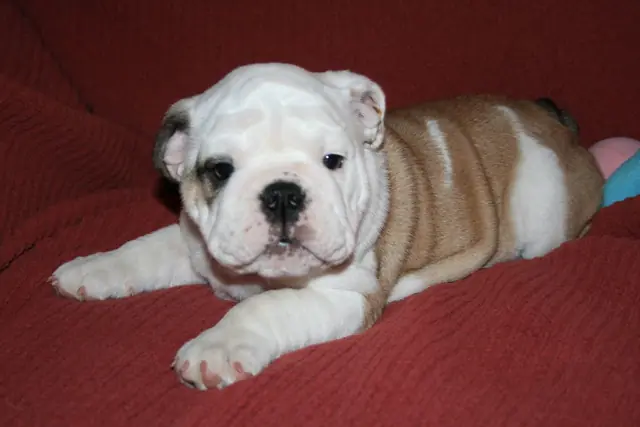 Casa Bulldog archive: Fawn-and-white English Bulldog puppy on a red sofa