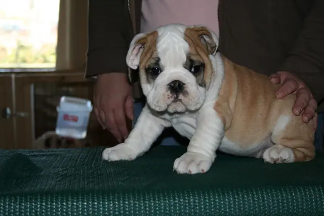 Casa Bulldog archive: Fawn-and-white English Bulldog puppy standing for a breed assessment on a table