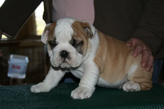 Casa Bulldog archive: Fawn-and-white English Bulldog puppy standing for a breed assessment on a table