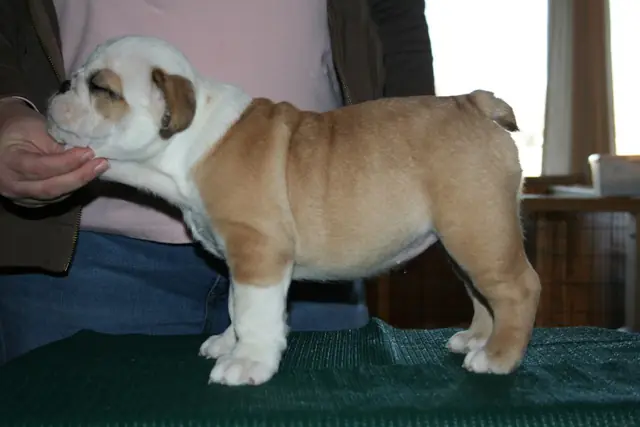 Casa Bulldog archive: Fawn-and-white English Bulldog puppy standing for a breed assessment on a table