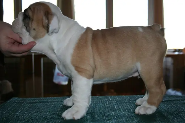 Casa Bulldog archive: Fawn-and-white English Bulldog puppy standing for a breed assessment on a table