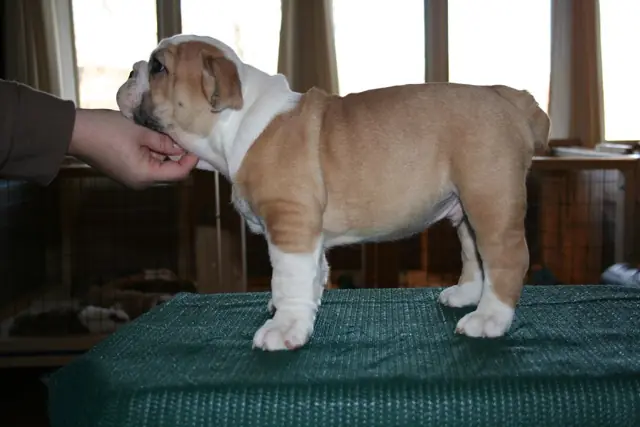 Casa Bulldog archive: Fawn-and-white English Bulldog puppy standing for a breed assessment on a table