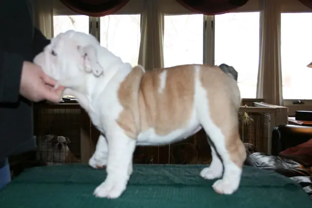 Casa Bulldog archive: Fawn-and-white English Bulldog puppy standing for a breed assessment on a table