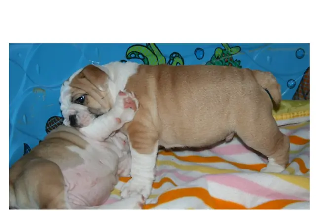 Casa Bulldog archive: Fawn-and-white English Bulldog puppy on a colourful beach towel