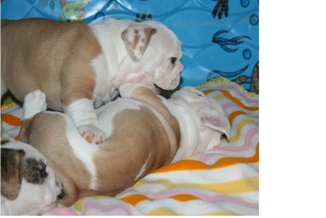Casa Bulldog archive: Fawn-and-white English Bulldog puppy on a colourful beach towel