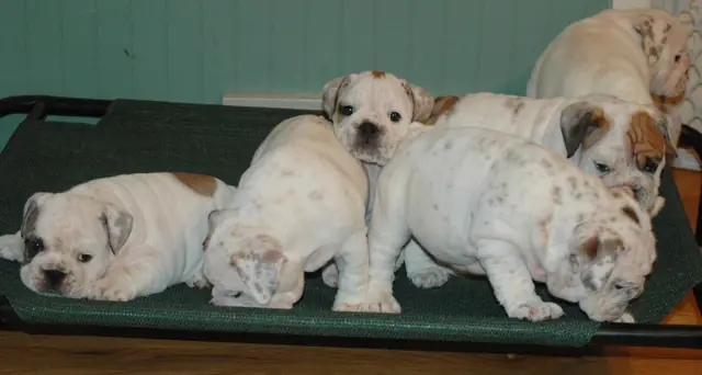 Casa Bulldog archive: Litter of young English Bulldog puppies resting together in a dog bed