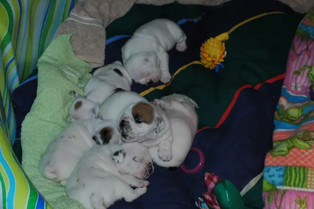 Casa Bulldog archive: Litter of young English Bulldog puppies on a soft blanket