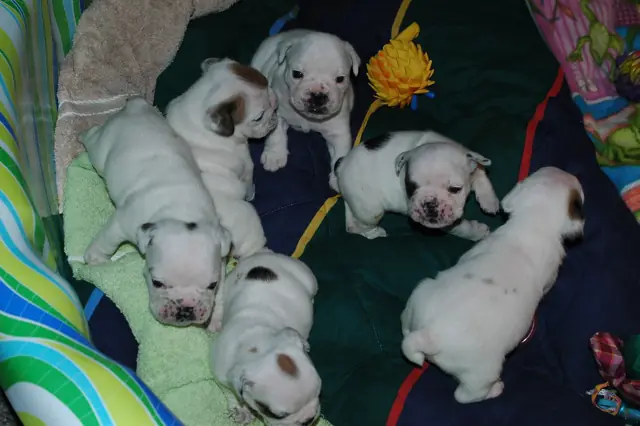 Casa Bulldog archive: Litter of young English Bulldog puppies on a soft blanket