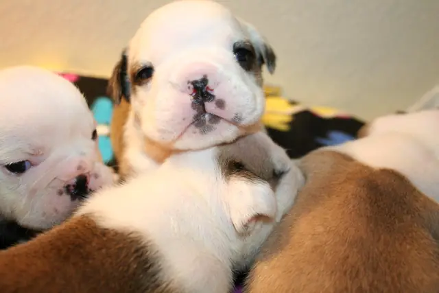 Casa Bulldog archive: Litter of young English Bulldog puppies on a soft blanket