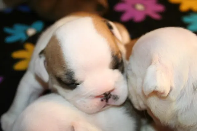 Casa Bulldog archive: Litter of young English Bulldog puppies on a soft blanket