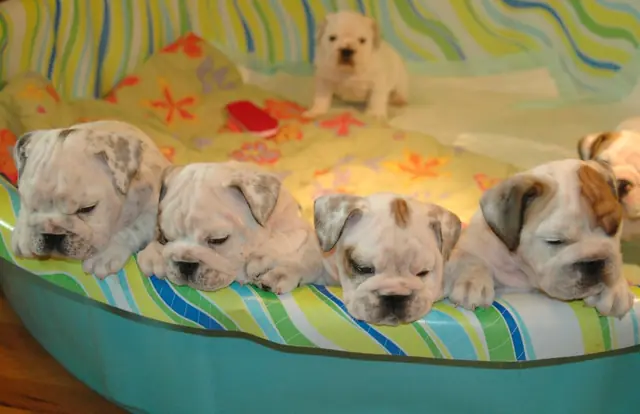 Casa Bulldog archive: Litter of young English Bulldog puppies in a paddling pool used as a play pen