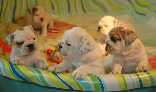 Casa Bulldog archive: Litter of young English Bulldog puppies in a paddling pool used as a play pen
