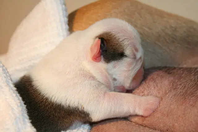 Casa Bulldog archive: Newborn English Bulldog puppy asleep on a soft blanket
